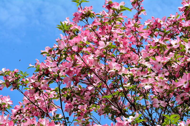 Scenic Spring Day, pink flowers, spring flowers, pink dogwood, spring scene, scenic spring, relaxing spring, serene spring, HD wallpaper