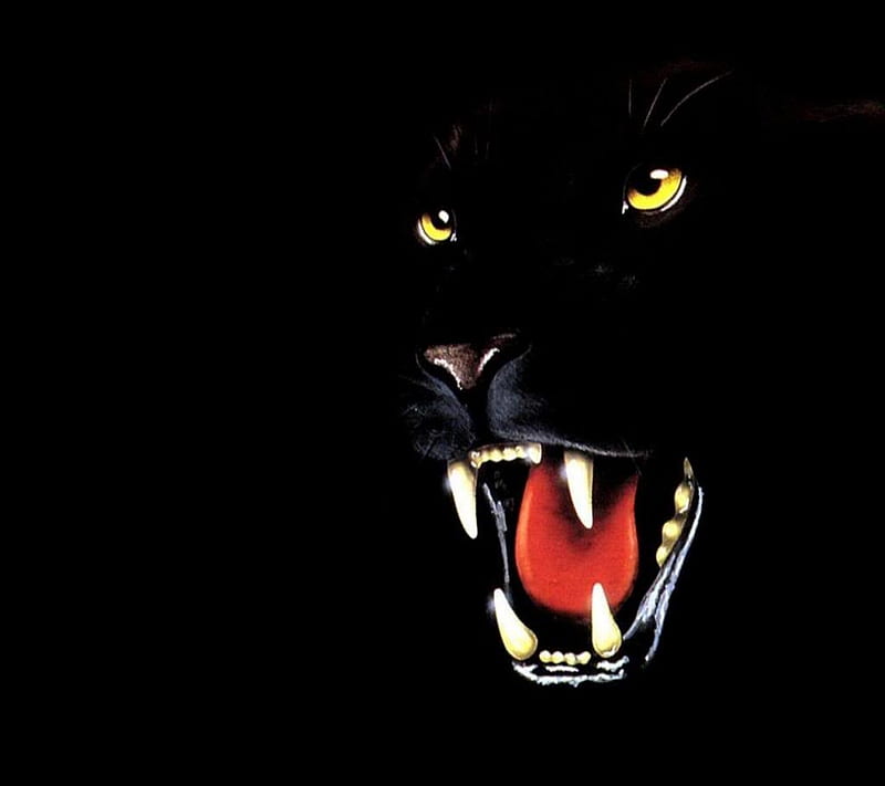 Black Panther , 2012, animal, eye, lion, love, new, pet, roar, tiger, HD wallpaper