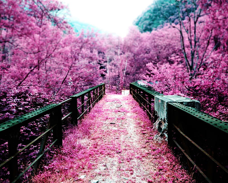 Pink nature, autumn, blossom, bridge, cherry, fallen, garden, park, trees, HD wallpaper