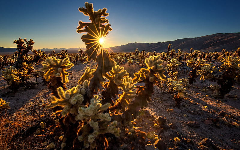 Cholla Cactus Garden, Joshua Tree National Park, evening, sunset, Cactus, desert, San Bernardino County, California, USA, Mountain landscape, HD wallpaper