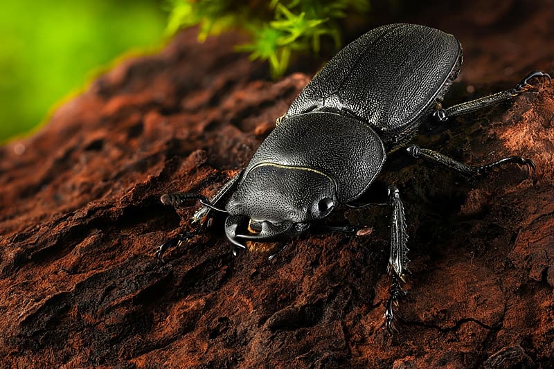 Beetle, insects, entomology, animals, zoology, HD wallpaper