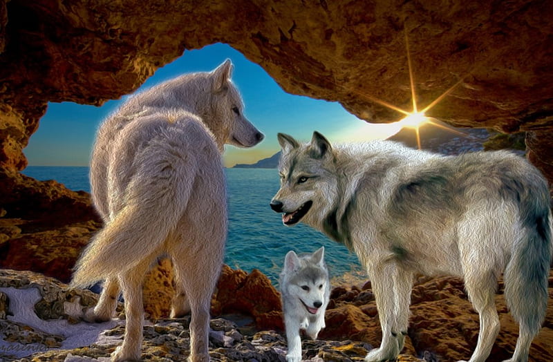 Familia de lobos, agua, acantilados, lago, digitales, animales, lobos,  dulce, Fondo de pantalla HD | Peakpx
