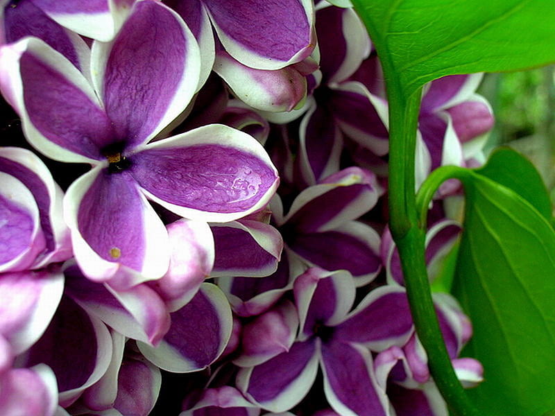 LILACS FOR ELLEN, pretty, purple, lilacs, ellen, HD wallpaper