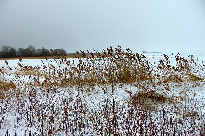 whenthewindblows, weeds, lake michigan, peshtigo harbor, winter, HD wallpaper