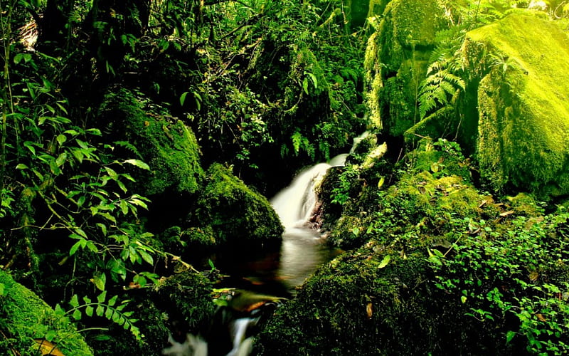 KILIMANJARO STREAMS, forest, paradise, streams, falls, kilimanjaro, HD wallpaper