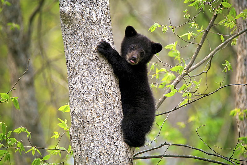 Cute Baby Bear in a Tree, cub, bear, tree, animals, HD wallpaper