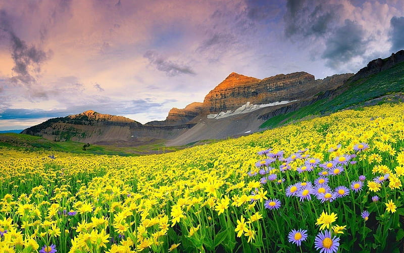 flowers field mountains-Nature, HD wallpaper