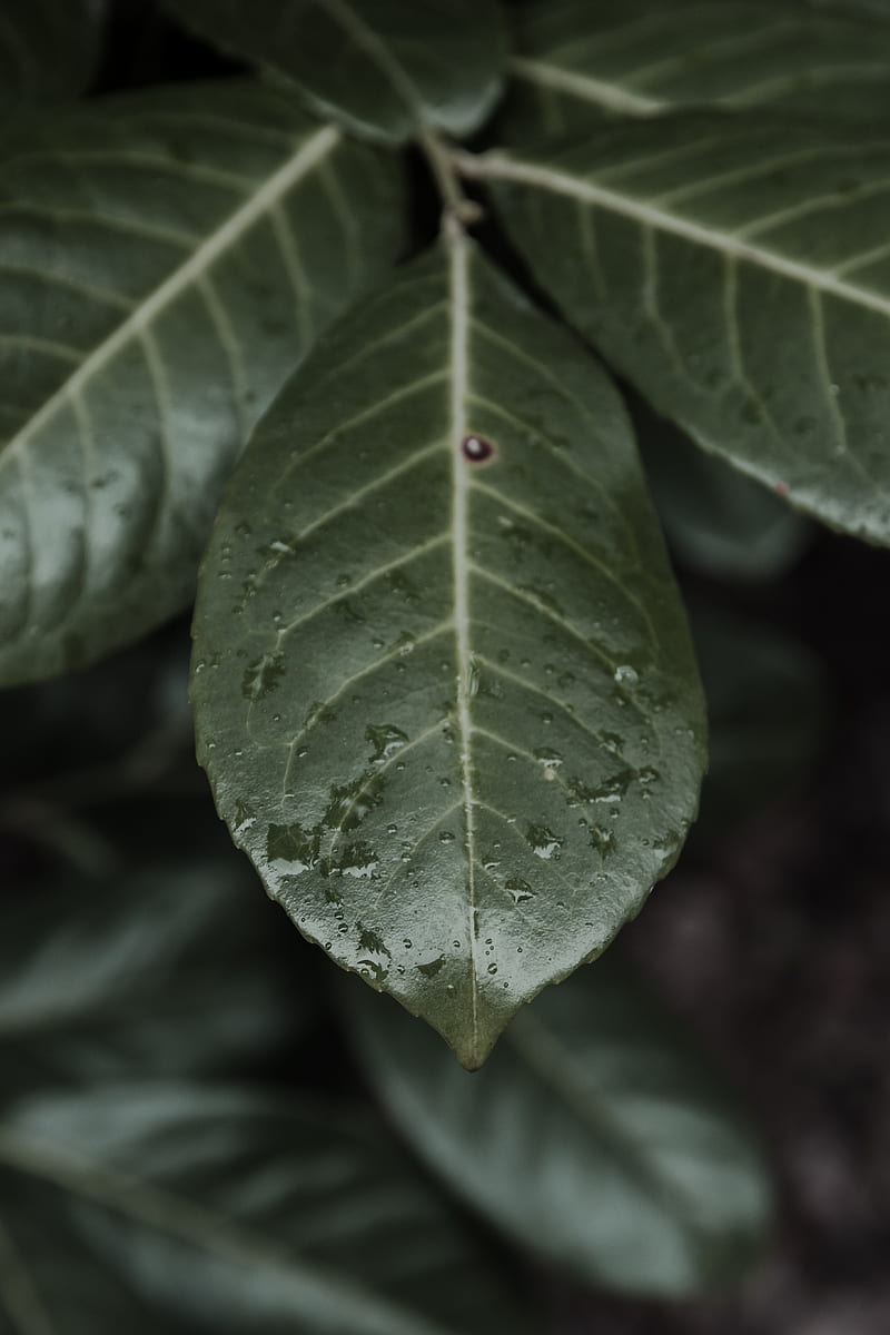 ovate green leaves, HD phone wallpaper