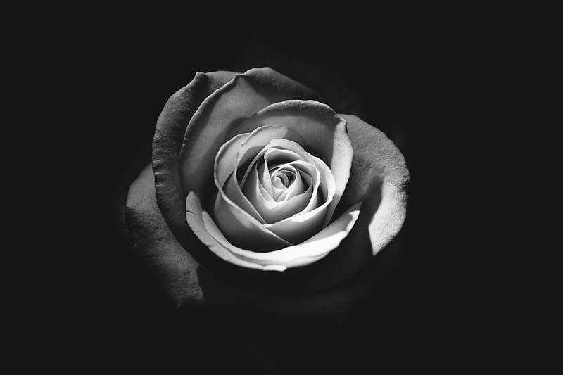 Rose Dark , rose, flowers, monochrome, black-and-white, dark, HD wallpaper