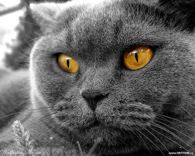 Grey cat, feline, cat, kitten, animal, HD wallpaper | Peakpx