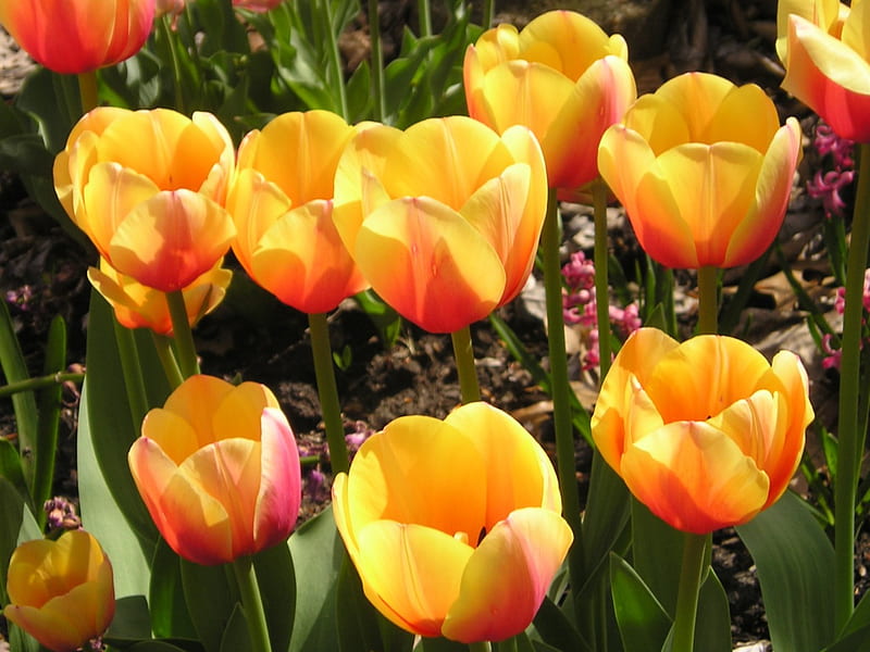 tulips, ohio, brecksville, spring, HD wallpaper