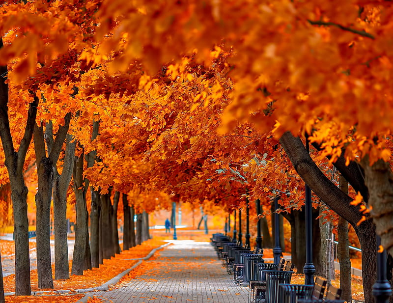 Autumn Alley Fall Leaves Benches Colors Trees Hd Wallpaper Peakpx