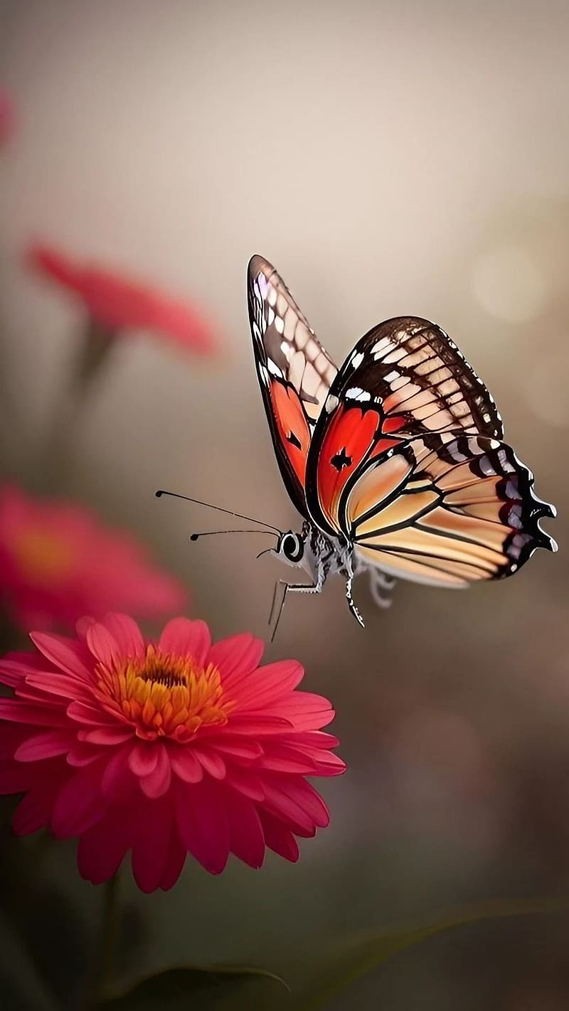 Butterfly, Pink Flower, HD phone wallpaper | Peakpx