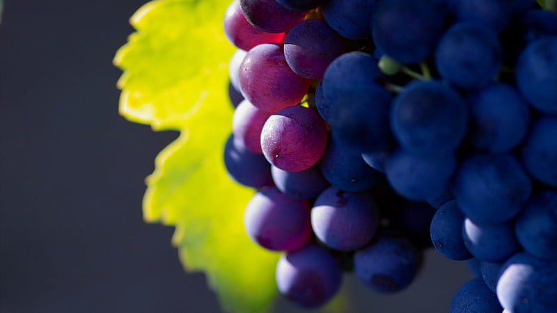 Grapes, autumn, leaf, fruit, green, berry, nature, pink, blue, HD wallpaper