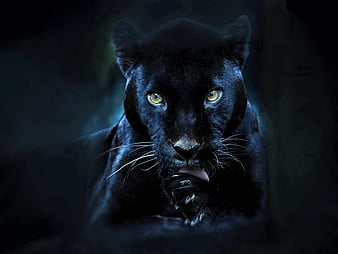 Download wallpapers black panther, 4k, vector art, black panther drawing,  creative art, black panther art, vector drawing, abstract animals, calm,  wild animals, calm black panther for desktop free. Pictures for desktop free