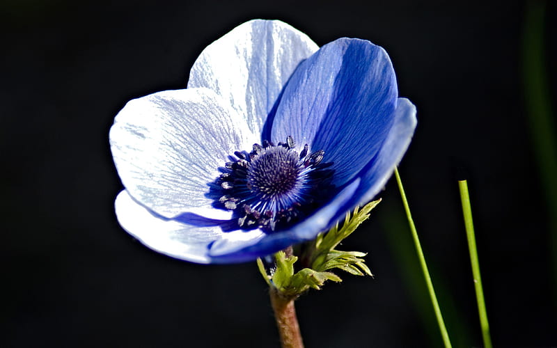 blue anemone-Amazing flowers graphy, HD wallpaper