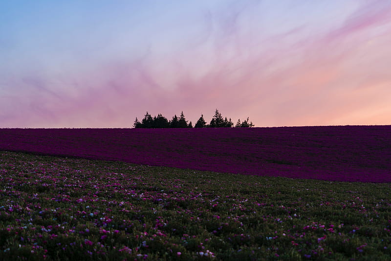 field, flowers, bloom, hill, trees, HD wallpaper