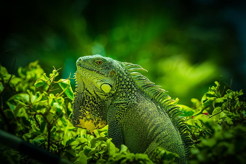 iguana, reptile, lizard, green, grass, HD wallpaper