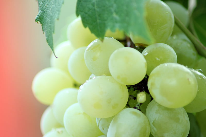 Grapes -macro, grapes, graphy, green, bonito, nature, abstract, HD wallpaper Grapes -macro, grapes, graphy, green, bonito, nature, abstract, HD wallpaper