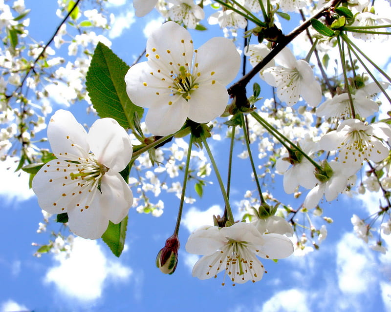 Apple Blossom, blue sky, HD wallpaper