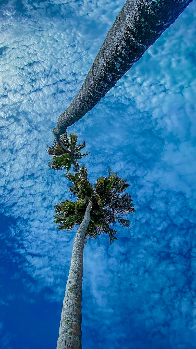 Palm trees, blue sky, clouds, nature, sky, tall trees, HD phone wallpaper