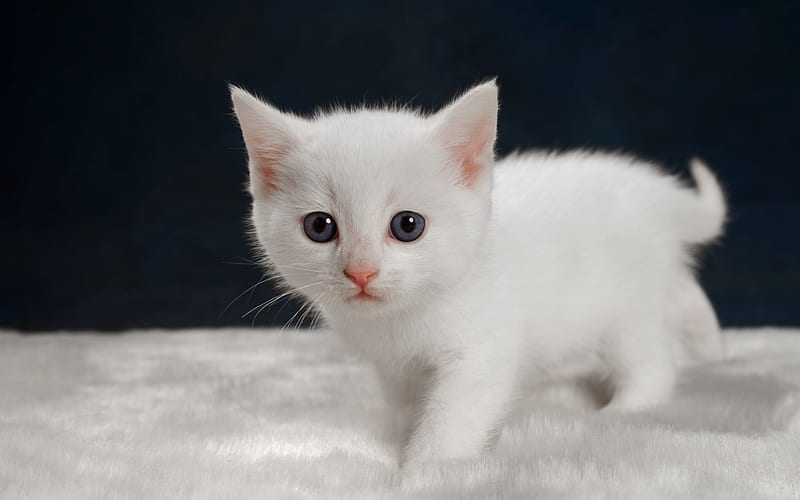Small white kitten, cute animals, cats, pets, HD wallpaper | Peakpx