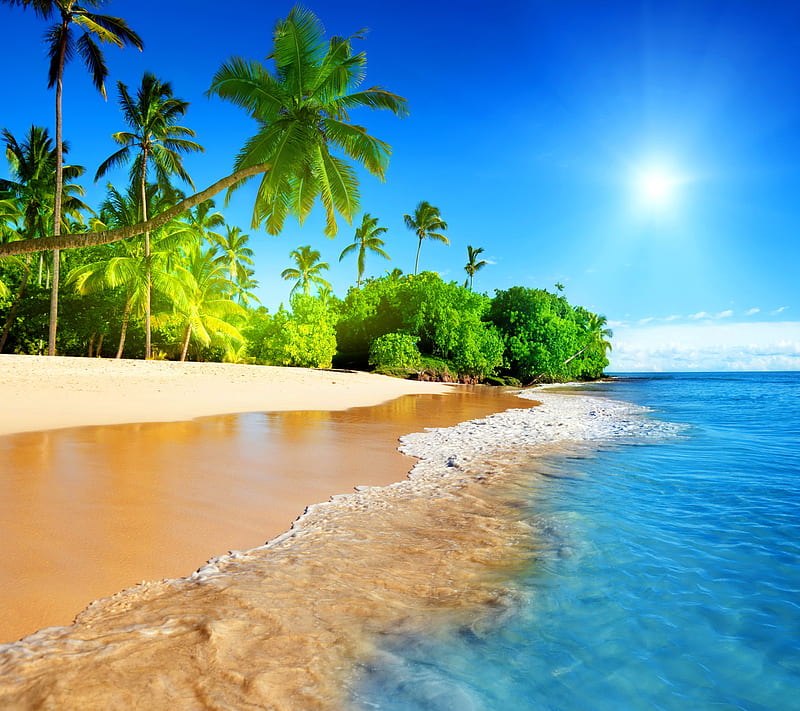 Tropical Coast, palms, sea, shore, summer, sun, HD wallpaper