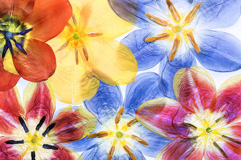 :), colorful, orange, texture, flower, tulips, spring, skin, blue, yellow, HD wallpaper