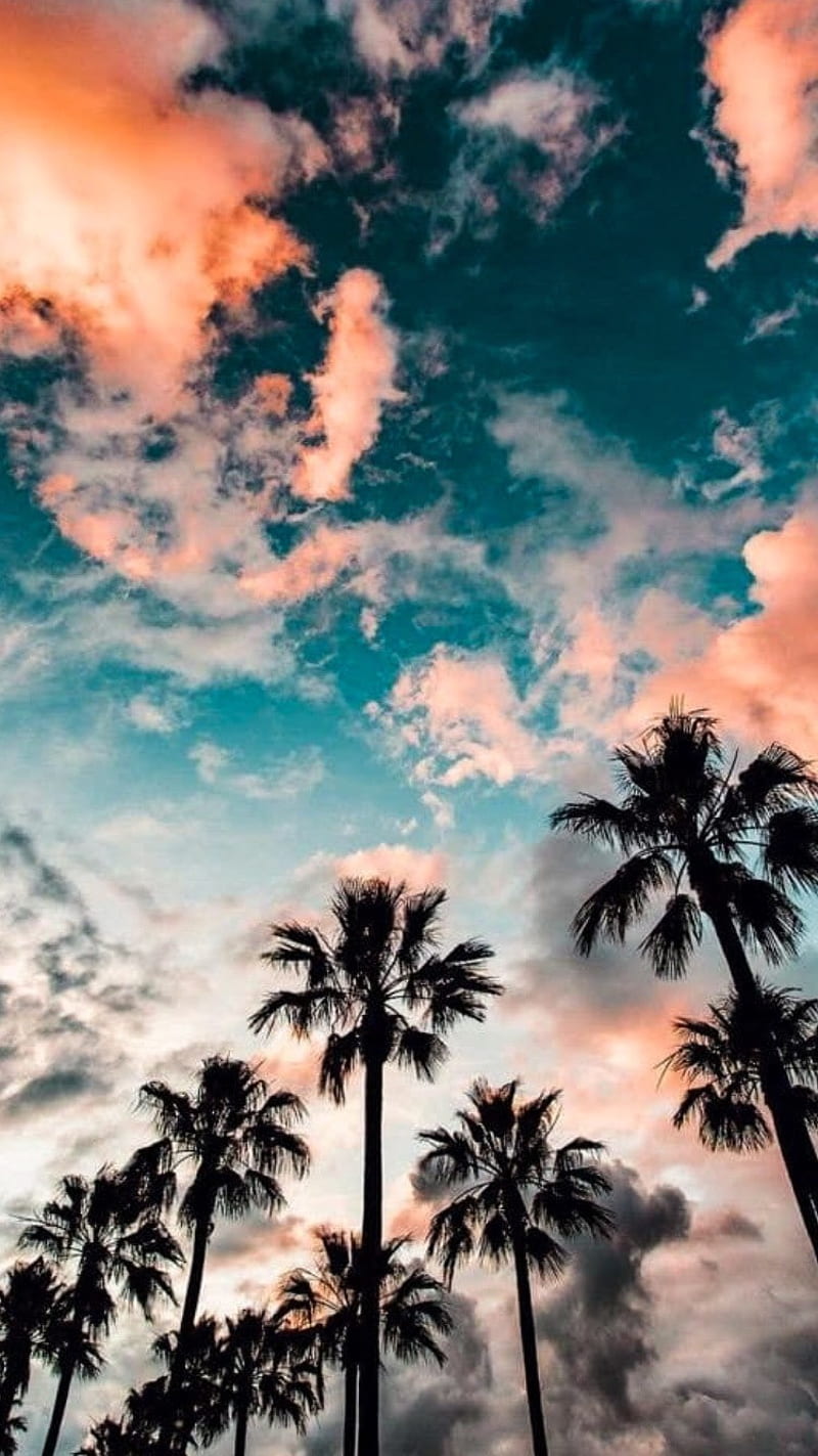 Summer vibes, beach, colorful, palm, tree, trees, HD phone wallpaper