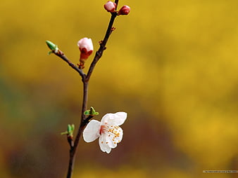 What's Essential for Chinese New Year? Peach Blossoms