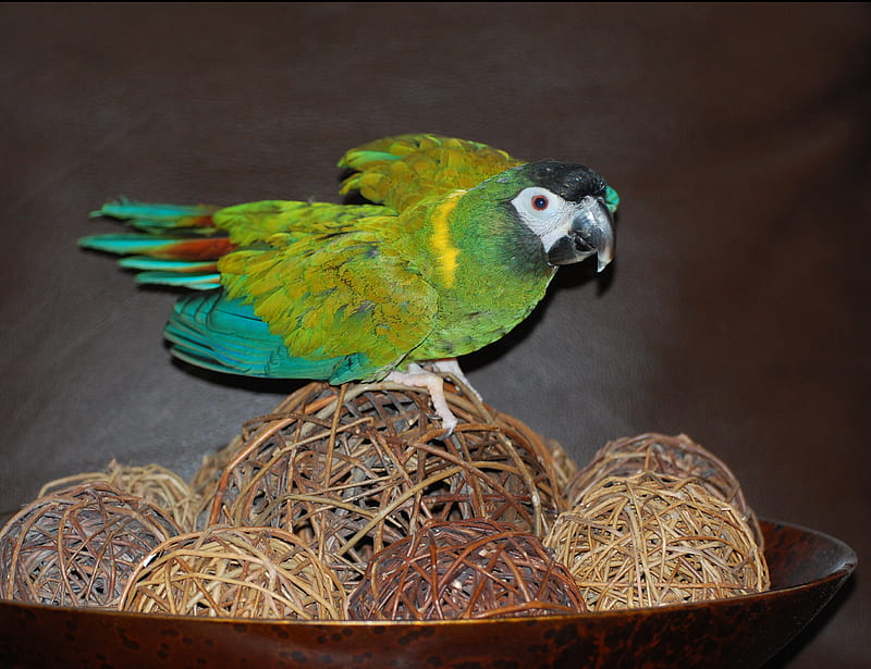My Name is Emilie Ann, colorful, pet, bird, yellow collar, parrot, macaw, feathers, HD wallpaper