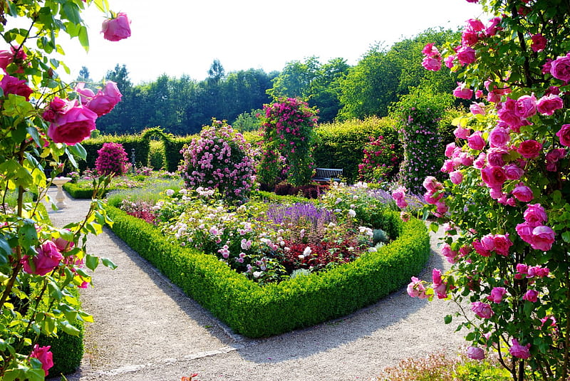 Beautiful Rose Flower Garden Colorful