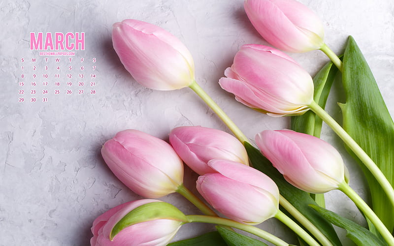 2020 March Calendar, pink tulips, pink flowers, 2020 calendars, March, 2020 concepts, March 2020 Calendar, HD wallpaper
