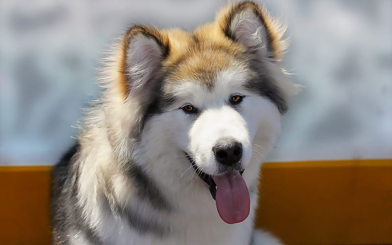 husky, big white dog, face, pets, dogs, HD wallpaper