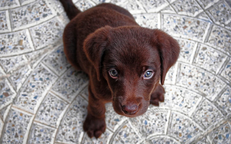 puppy chocolate retriever, small labrador, canine, cute animals, labrador, HD wallpaper