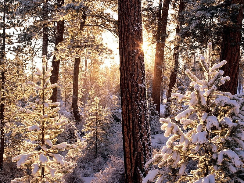 Winter Morning Forest, bonito, seasons, nice, morning, amazing, forest, sunlight, trees, winter, cool, icy, snow, plants, ice, awesome, nature, white, frozen, HD wallpaper