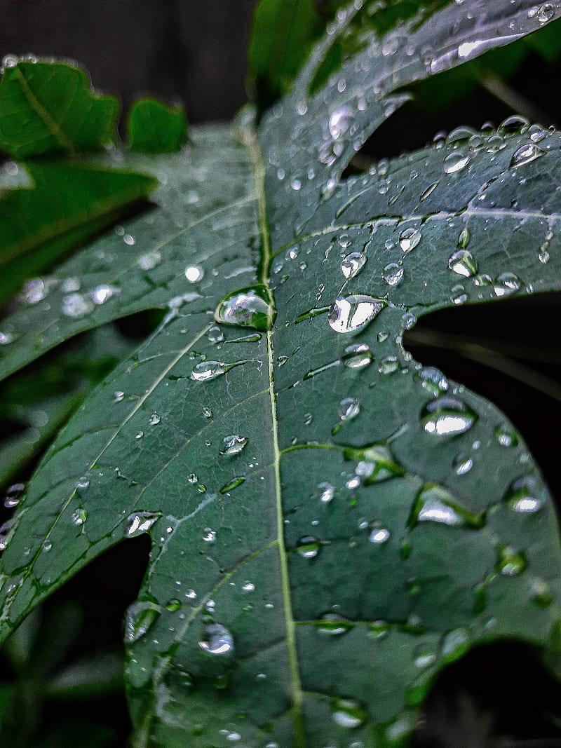 Water drops, barish, greenery, , khilesh, leaf, nature, rain, samsung , waters drops, HD phone wallpaper
