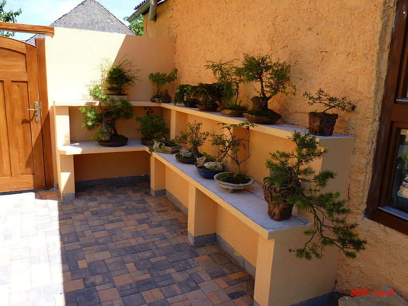 Outdoor bonsai, building, tree, sun, water, air, HD wallpaper