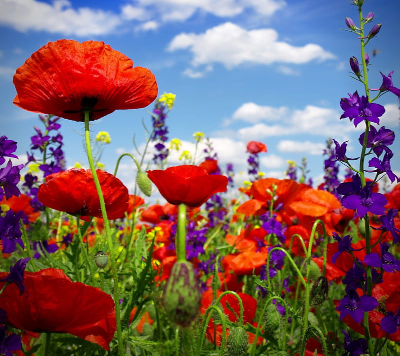 Poppy Field, poppy, blossom, wild, summer, flowers, field, HD wallpaper