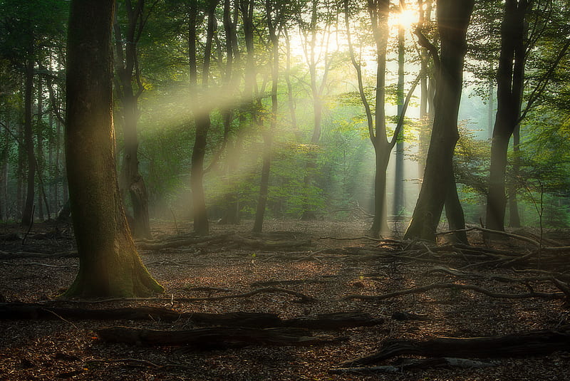 Earth Sunbeam Forest Nature Sunlight Tree Hd Wallpaper Peakpx