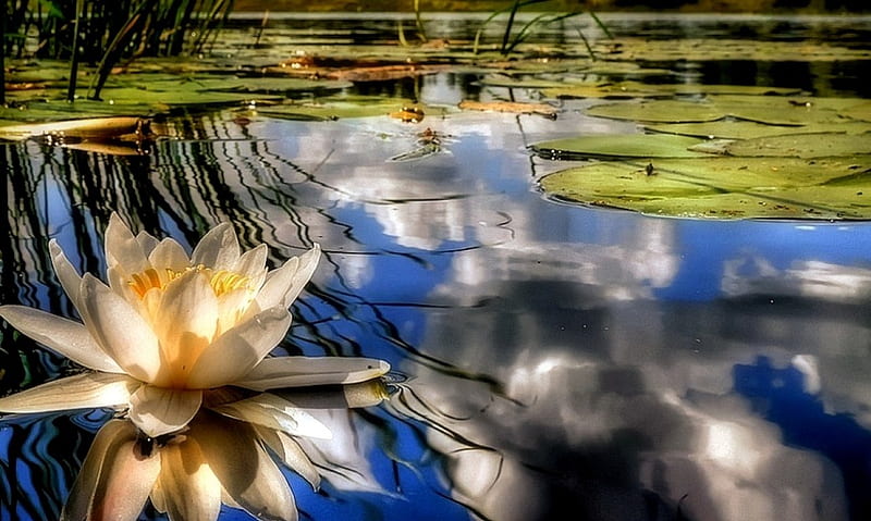 Water Lily, Water, Lily, pretty, Nature, HD wallpaper | Peakpx