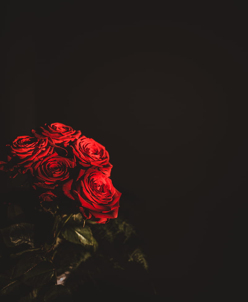 roses, bouquet, flowers, dark, red, HD phone wallpaper