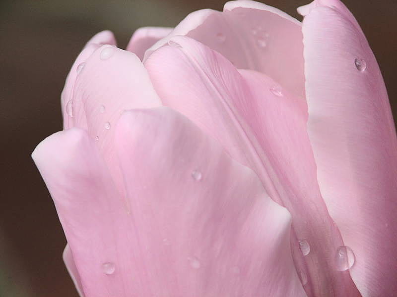 * Pink Diamond Tulip *, spingtime, bonito, soft, delicate, diamond, siempre, sunshine, pink, tulip, light, HD wallpaper