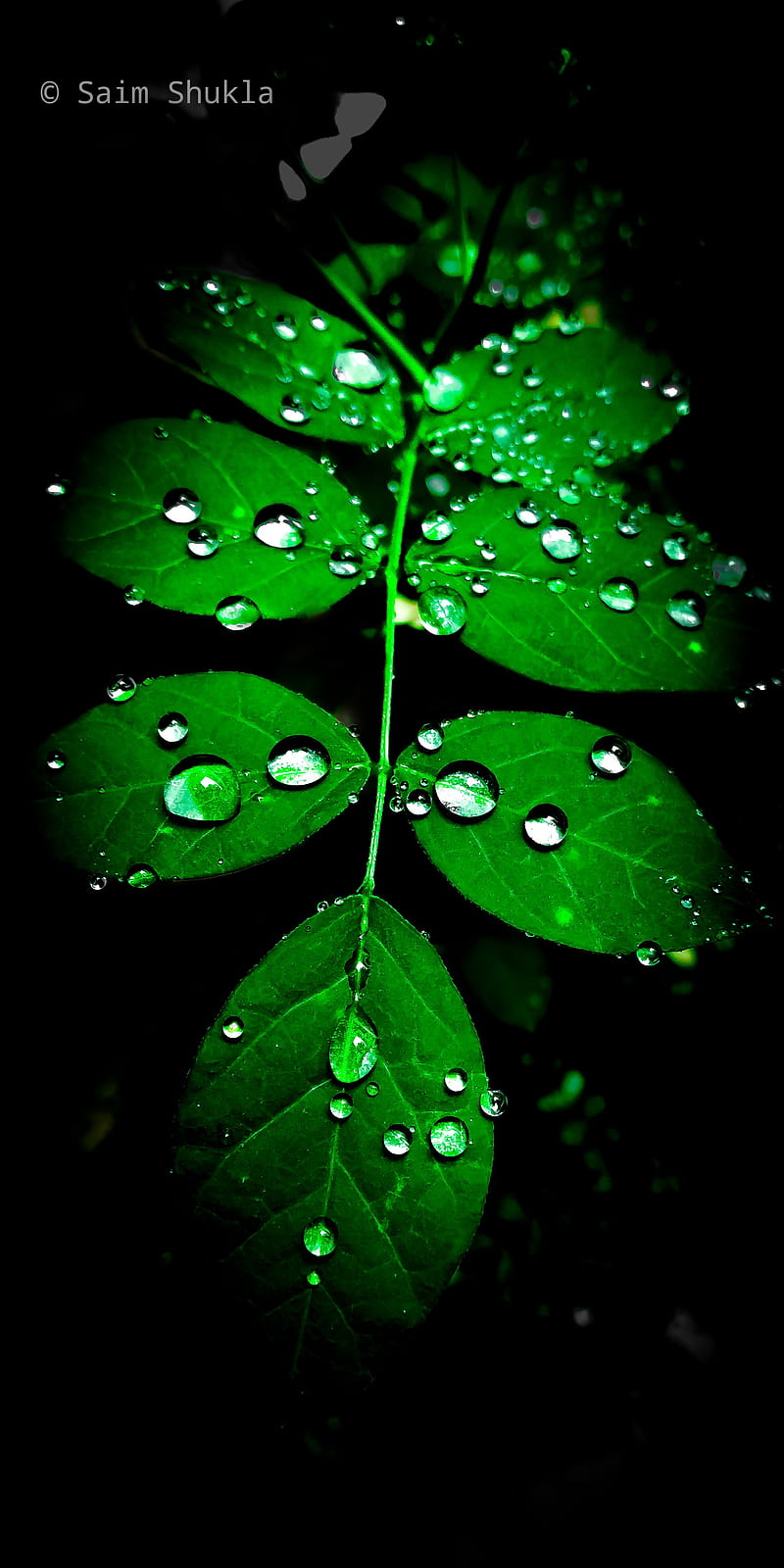 Leaf, black theme, dark, drops, green leaf, greenery, nature, graphy, water drops, HD phone wallpaper