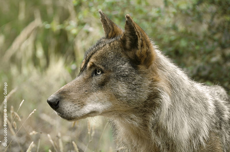 Iberian Wolf Portrait, gris, wolf, wolves, iberian, spanish, HD ...