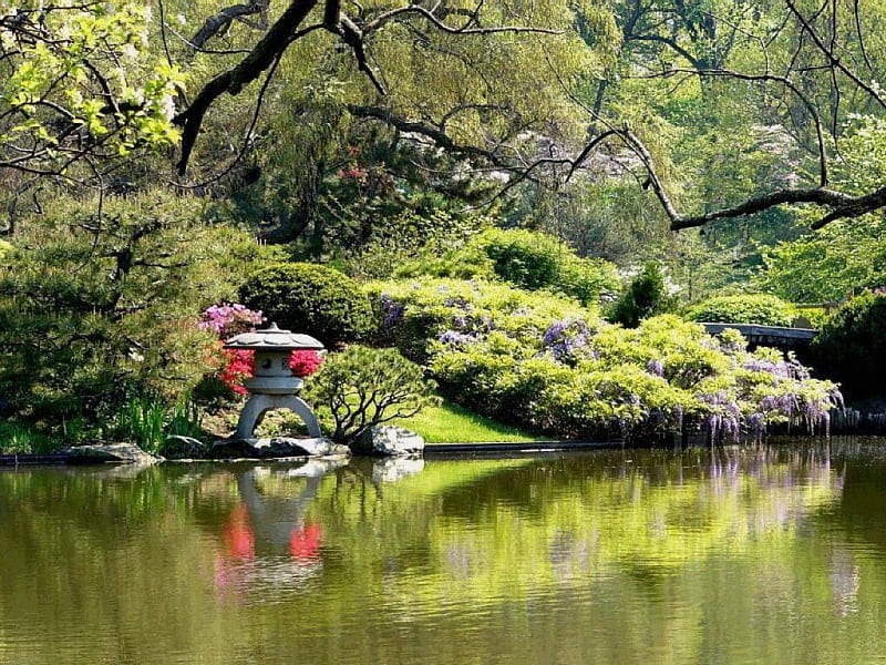Japanese Garden, japanese, trees, shrubs, lake, ornament, wisteria, HD wallpaper