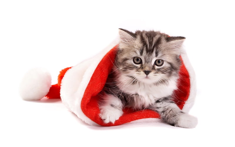 Christmas hats in a small cat - kitten cute Christmas, HD wallpaper