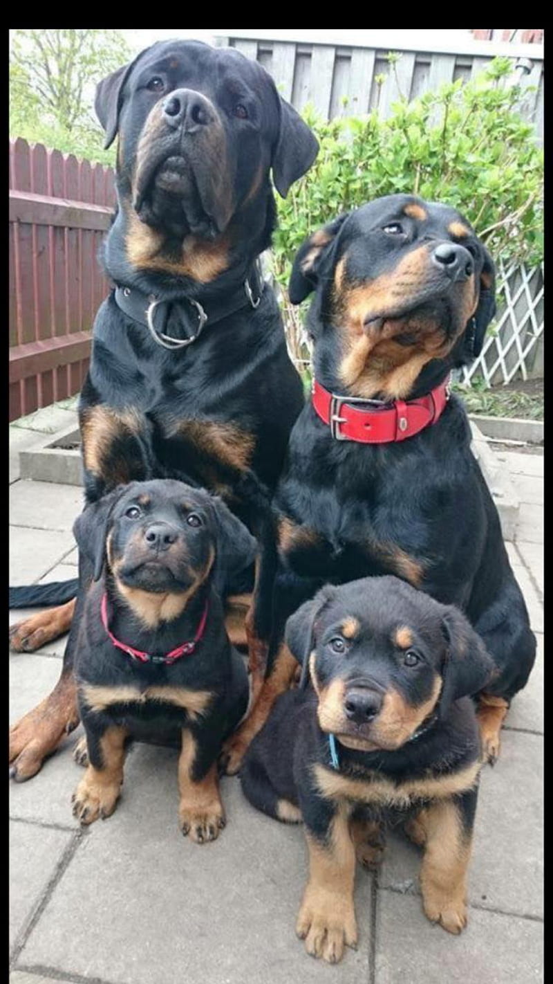 Rottweilers, dog, german shepherd, puppies, rotti, rottweiler, HD phone  wallpaper | Peakpx