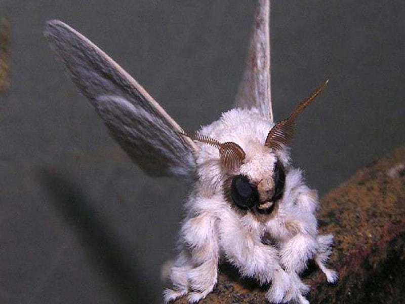 Venezuelan Poodle Moth, moth, butterflies, animals, other, HD wallpaper
