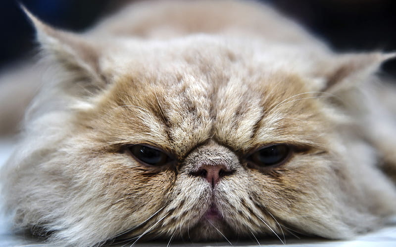 persian cat, muzzle cute animals, fluffy cat, pets, cats, HD wallpaper